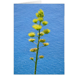 Inflorescentie van Agave plant.