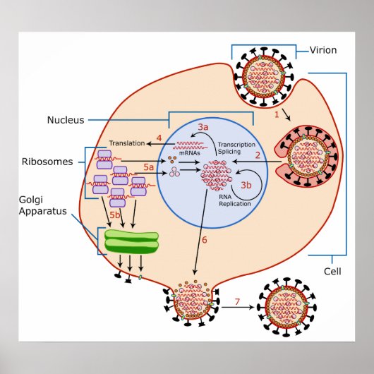 Influenza Virus Invasie- & Replicatieschema Poster (Voorkant)