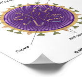 Influenzavirus, aangeduid als tekening. poster (Hoek)