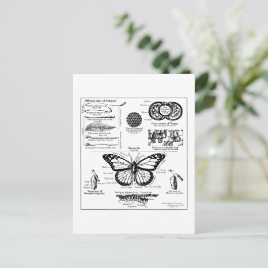 Informatie over monoarch-vlinder briefkaart (Staand voorkant)