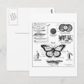 Informatie over monoarch-vlinder briefkaart (Voorkant / Achterkant)