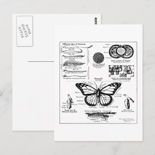 Informatie over monoarch-vlinder briefkaart (Voorkant / Achterkant)