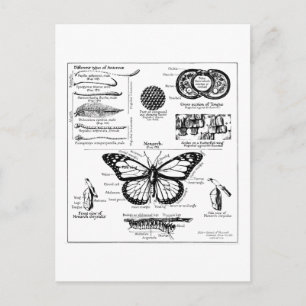 Informatie over monoarch-vlinder briefkaart