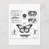 Informatie over monoarch-vlinder briefkaart (Voorkant)