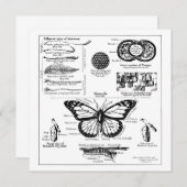 Informatie over monoarch-vlinder kaart (Voorkant / Achterkant)