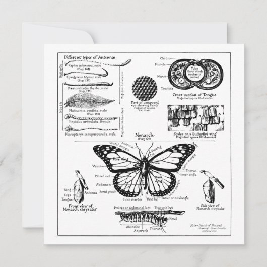 Informatie over monoarch-vlinder kaart (Voorkant)