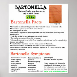 Informatieblad Bartonella Poster
