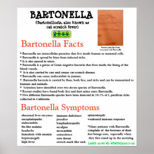 Informatieblad Bartonella Poster