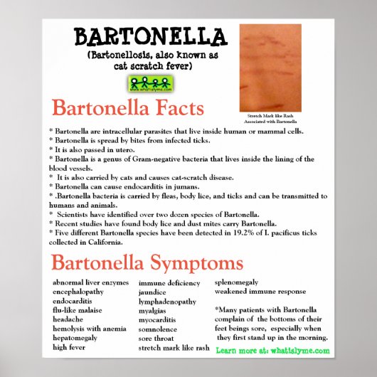 Informatieblad Bartonella Poster (Voorkant)