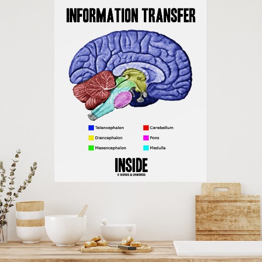 Informatieoverdracht binnen (hersenanatomie) poster (Keuken)
