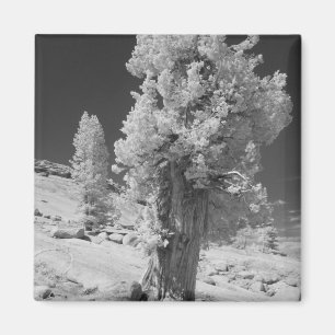 Infrarood foto aan de oostkant van Yosemite Nation Magneet