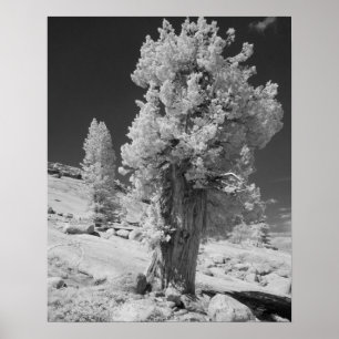 Infrarood foto aan de oostkant van Yosemite Nation Poster