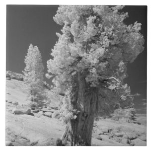 Infrarood foto aan de oostkant van Yosemite Nation Tegeltje