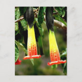 Ingapirca Inca ruins, Ecuador Briefkaart (Voorkant)