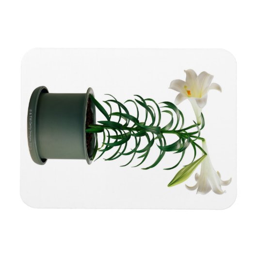 Ingebakken Paaslelie Magneet (Horizontaal)