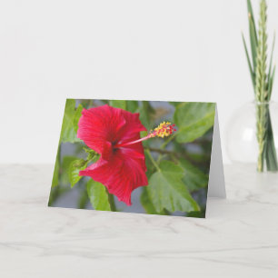 Ingebakken rode hibiscus, Louise's Bloem Kaart
