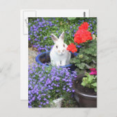 Ingemaakt konijn briefkaart (Voorkant / Achterkant)