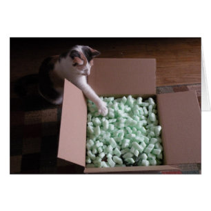 Ingepakt met kaart - kat