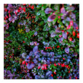 ingewikkelde Struik Perfect Poster (Voorkant)