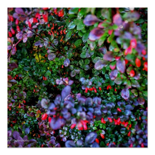 ingewikkelde Struik Perfect Poster (Voorkant)