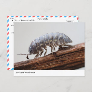 Ingewikkelde Woodlouse on Bark - Natuur's Marvel Briefkaart