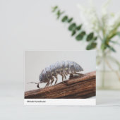 Ingewikkelde Woodlouse on Bark - Natuur's Marvel Briefkaart (Staand voorkant)