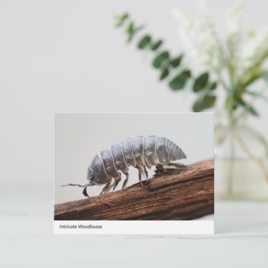 Ingewikkelde Woodlouse on Bark - Natuur's Marvel Briefkaart (Staand voorkant)