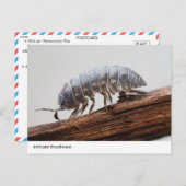 Ingewikkelde Woodlouse on Bark - Natuur's Marvel Briefkaart (Voorkant / Achterkant)