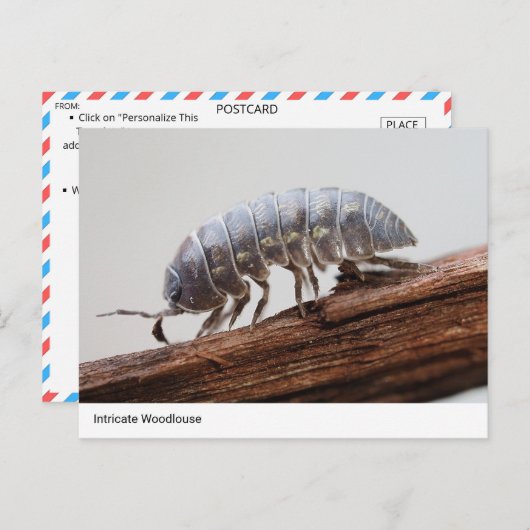 Ingewikkelde Woodlouse on Bark - Natuur's Marvel Briefkaart (Voorkant / Achterkant)