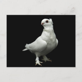 Inglizi Pigeon Briefkaart