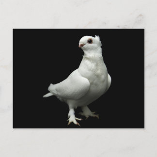 Inglizi Pigeon Briefkaart