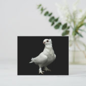 Inglizi Pigeon Briefkaart (Staand voorkant)