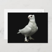 Inglizi Pigeon Briefkaart (Voorkant / Achterkant)