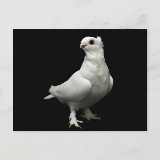 Inglizi Pigeon Briefkaart (Voorkant)