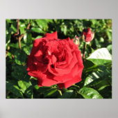 Ingrid Bergman Hybrid Tea Roos 032 Poster (Voorkant)