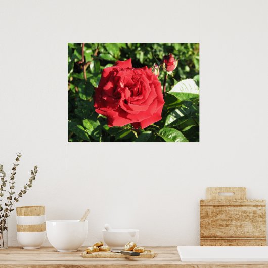 Ingrid Bergman Hybrid Tea Roos 032 Poster (Keuken)