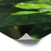 Ingrid Bergman Hybrid Tea Roos 032 Poster (Hoek)