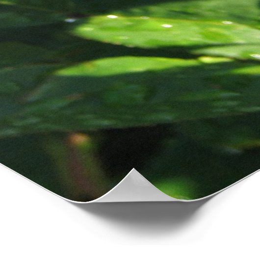 Ingrid Bergman Hybrid Tea Roos 032 Poster (Hoek)