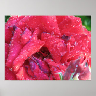 Ingrid Bergman Hybrid Tea Roos 038 Poster