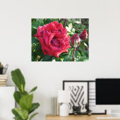 Ingrid Bergman Hybrid Tea Roos en Buds 036 Poster (Thuiskantoor)