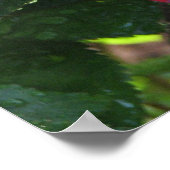 Ingrid Bergman Hybrid Tea Roos en Buds 036 Poster (Hoek)