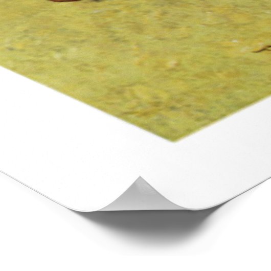 Inheemse Amerikaanse Indiërs Buffalo Hunt Art Post Poster (Hoek)