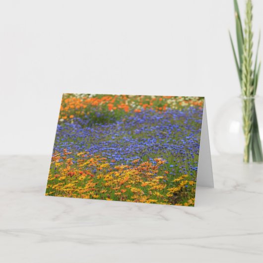 Inheemse bloemen, Kaapstad Feestdagen Kaart (Voorkant)