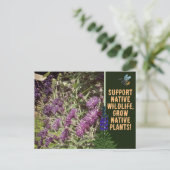 Inheemse Planten kweken, wilde bloemen Ironweed Briefkaart (Staand voorkant)