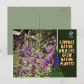 Inheemse Planten kweken, wilde bloemen Ironweed Briefkaart (Voorkant / Achterkant)