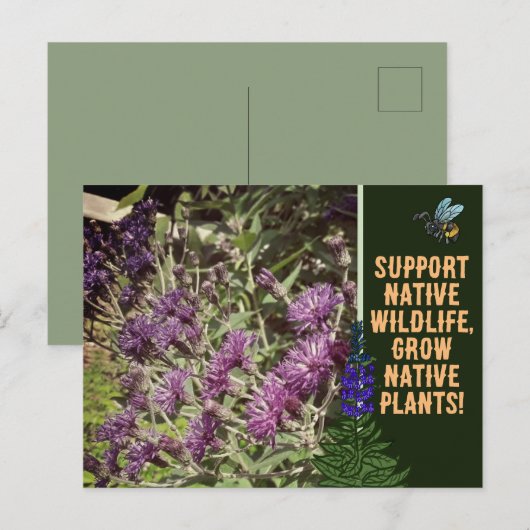 Inheemse Planten kweken, wilde bloemen Ironweed Briefkaart (Voorkant / Achterkant)