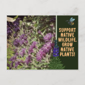 Inheemse Planten kweken, wilde bloemen Ironweed Briefkaart (Voorkant)