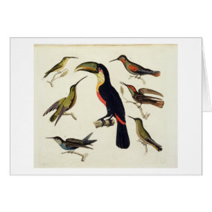 Inheemse vogels, inclusief de Toucan (midden), Ama