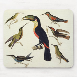 Inheemse vogels, inclusief de Toucan (midden), Ama Muismat