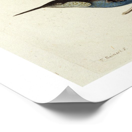 Inheemse vogels, inclusief de Toucan (midden), Ama Poster (Hoek)